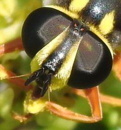 Meromacrus acutus front by Sam Kieschnick. Used under a CC BY-SA 4.0 license.