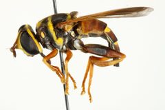 Meromacrus gloriosus a syrphid fly by CNC/BIO Photography Group, Centre for Biodiversity Genomics. Used under a CC BY-SA 3.0 license.
