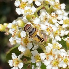 Single-banded plushback flower fly on toyon flowers by Jengod. Used under a CC BY-SA 4.0 license.
