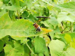Mosca Palpada mexicana 13-07-2024a by Carlos A. Padrón P.. Used under a CC BY-SA 4.0 license.