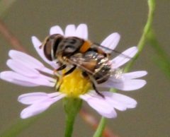 Palpada texana by iNaturalist user: calinsdad. Used under a CC0 license.