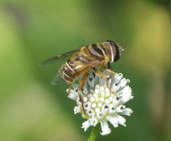 Palpada vinetorum P1370098a by 
xpda. Used under a CC BY-SA 4.0 license.