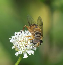 Palpada vinetorum P1370099a by 
xpda. Used under a CC BY-SA 4.0 license.