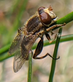 Anasimyia bilinearis 1 by megachile. Used under a CC0 license.