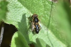 Anasimyia bilinearis 2 by Braden J. Judson. Used under a CC0 license.