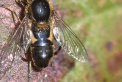 Anasimyia bilinearis 3 by Braden J. Judson. Used under a CC0 license.