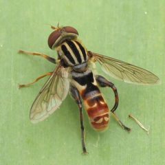Anasimyia chrysostoma by Fyn Kynd. Used under a CC BY-SA 4.0 license.