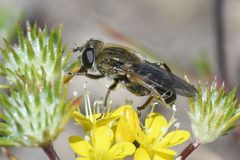 Asemosyrphus polygrammus - inat 199841270 by {{{name}}}. Used under a CC BY 4.0 license.