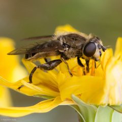Asemosyrphus polygrammus - inat 3346164 by {{{name}}}. Used under a CC BY 4.0 license.
