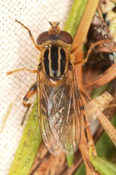 Euromyia stipatus 1 by Chloe and Trevor Van Loon. Used under a CC BY 4.0 license.