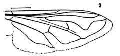 Helophilus similis by Williston S.W.. Used under a Public domain license.