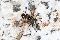 Helophilus groenlandicus by Chloe and Trevor Van Loon. Used under a CC BY 4.0 license.