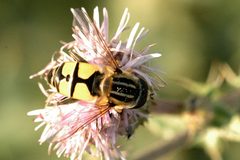 Helophilus.hybridus by James K. Lindsey. Used under a CC BY-SA 3.0 license.