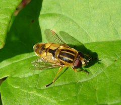 Helophilus hybridus. Male - Flickr - gailhampshire by gailhampshire from Cradley, Malvern, U.K. Used under a CC BY 2.0 license.