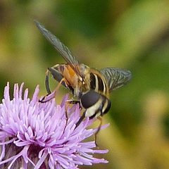 Helophilus hybridus 2 by Acclivity2. Used under a CC BY 4.0 license.