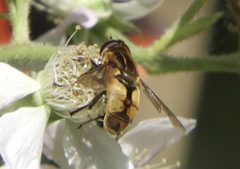Helophilus hybridus 3 by Acclivity2. Used under a CC BY 4.0 license.