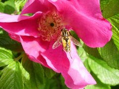 Helophilus hybridus in a Rosa rugosa flower by Uwe W.. Used under a CC BY-SA 3.0 license.