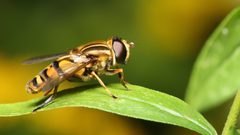 Helophilus intentus by Mdf Original uploader was Mdf. Used under a CC BY-SA 3.0 license.