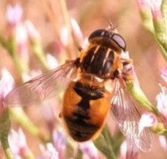 Helophilus lapponicus by Naomi Cappuccino. Used under a CC0 license.