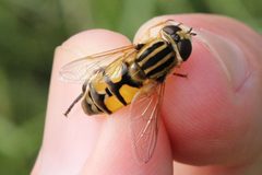 Helophilus latifrons 45717952 by Quinten Wiegersma. Used under a CC BY 4.0 license.
