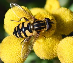 Helophilus obscurus 1 by Jimmy Dee. Used under a CC BY-SA 4.0 license.