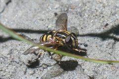 Helophilus obscurus 2 by Chloe and Trevor Van Loon. Used under a CC BY 4.0 license.