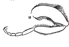 Mallota posticata hind leg male by Williston S.W.. Used under a Public domain license.