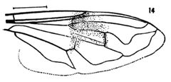 Mallota Sackeni by Williston S.W.. Used under a Public domain license.