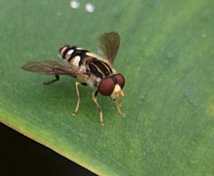 Parhelophilus flavifacies 1 by psweet. Used under a CC BY-SA 4.0 license.