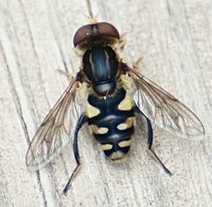 Parhelophilus flavifacies 2 by psweet. Used under a CC BY-SA 4.0 license.