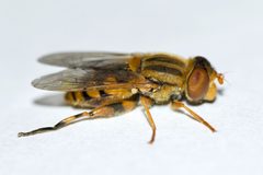 Parhelophilus laetus 1 by Owen Strickland. Used under a CC0 license.