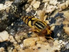 Parhelophilus laetus 9891835 by Mike Mulqueen. Used under a CC BY 4.0 license.