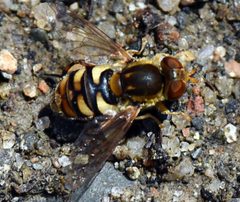Parhelophilus obsoletus by Jimmy Dee. Used under a CC BY-SA 4.0 license.