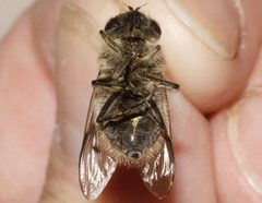 Pyritis kincaidii 02 by Libby Avis, Centre for Biodiversity Genomics. Used under a CC0 license.