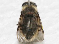 Pyritis kincaidii 03 by Libby Avis, Centre for Biodiversity Genomics. Used under a CC0 license.
