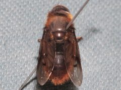 Pyritis kincaidii 04 by Libby Avis, Centre for Biodiversity Genomics. Used under a CC0 license.