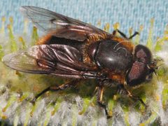 Pyritis kincaidii 05 by Libby Avis, Centre for Biodiversity Genomics. Used under a CC0 license.