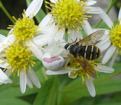Sericomyia bifascata by Christian Grenier. Used under a CC0 license.
