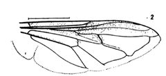 SeriComyia Chalcophyga wing by Williston S.W.. Used under a Public domain license.