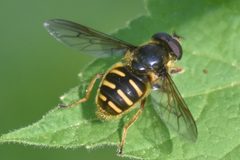 Sericomyia chalcopyga 142531917 by Chloe and Trevor Van Loon. Used under a CC BY 4.0 license.