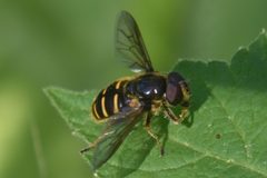 Sericomyia chalcopyga 142531925 by Chloe and Trevor Van Loon. Used under a CC BY 4.0 license.