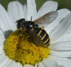 Sericomyia chalcopyga P1290102b by 
xpda. Used under a CC BY-SA 4.0 license.
