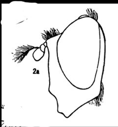 Sericomyia chalcopyga head by Williston, Samuel W. Used under a Public domain license.