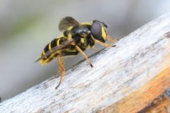 Sericomyia chalcopyga side by Chloe and Trevor Van Loon. Used under a CC BY-SA 4.0 license.