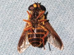 Sericomyia chalcopyga ventral by Libby Avis, Centre for Biodiversity Genomics. Used under a CC0 license.