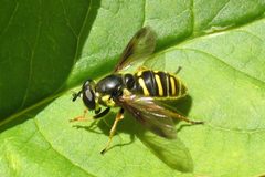 Sericomyia chrysotoxoides by [1]. Used under a CC BY 2.0 license.
