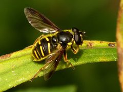 Sericomyia chrysotoxoides 2 by Todd Eiben. Used under a CC0 license.