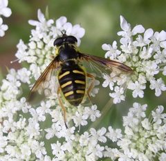 Sericomyia chrysotoxoides female by Beatriz Moisset. Used under a CC BY-SA 4.0 license.