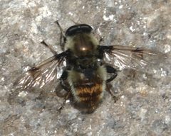Arctophila flagrans male dorsal by JerryFriedman. Used under a CC BY-SA 3.0 license.