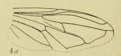 Sericomyia harveyi wing by RAYMOND C. OSBURN. Used under a Public domain license.